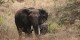 Tanzanie - 2010-09 - 277 - Ngorongoro - Elephants